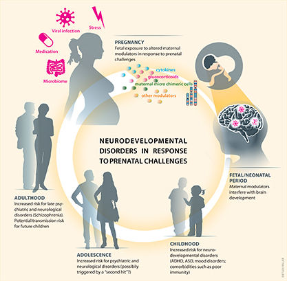 Development of neuro-immune cross talk and its role for pathologies later in life